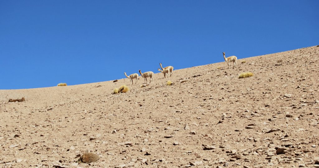 Vigognes sur l'Altiplano, Province du sud Lipez, Bolivie